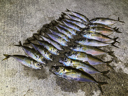 瀬戸内の島アジング(2020-1)