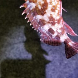 初場所でアジング