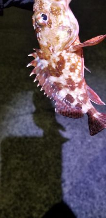 初場所でアジング