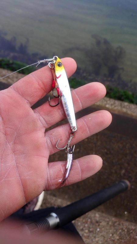 何かが釣れる気配で……