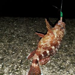 やっぱりコイツ