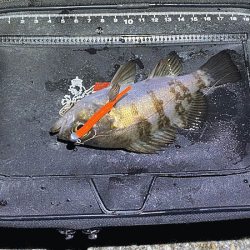 二見メバリング(2020-2)