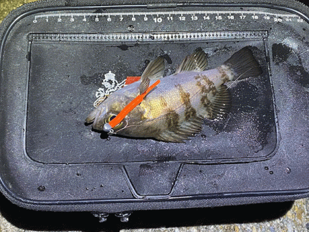 二見メバリング(2020-2)