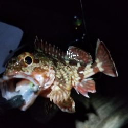 チビッ子ガシリング