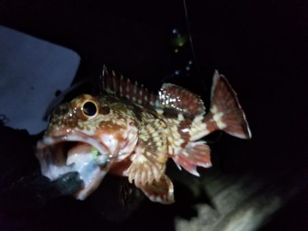 チビッ子ガシリング