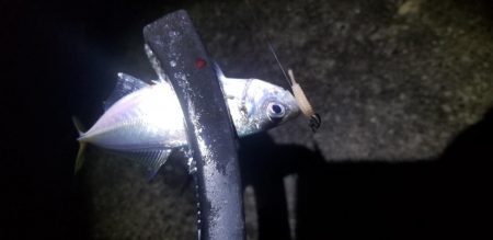 アジング　爆釣2