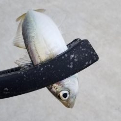 アジング　好調