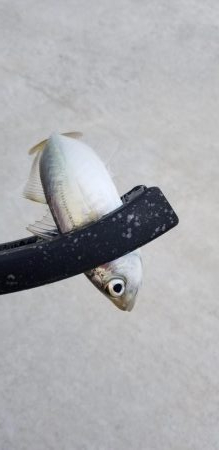 アジング　好調