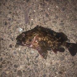 27センチのカサゴ！