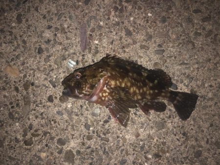 27センチのカサゴ！