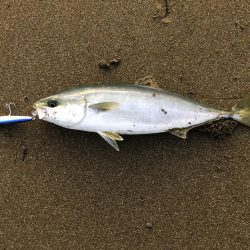 ハマチ？メジロ？