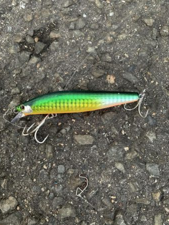 新春初釣り シーバス!!