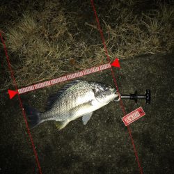 1月24日ラインブレイクのバラシはアカン