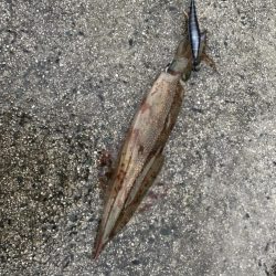 やっとヤリ開幕！