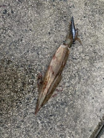 やっとヤリ開幕！