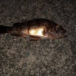 マイクロテンヤ