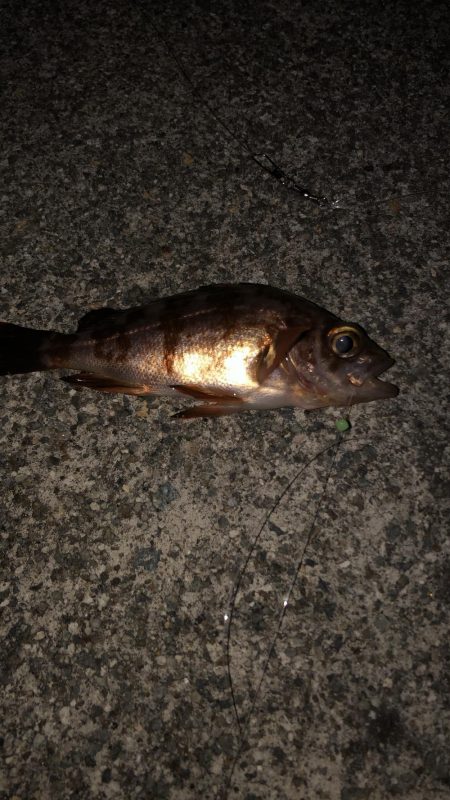 マイクロテンヤ