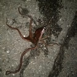 2020年1月15日釣行in箱崎ふ頭