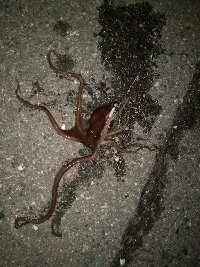 2020年1月15日釣行in箱崎ふ頭