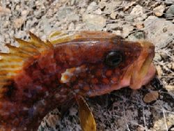 安定のキジハタ