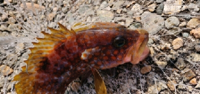 安定のキジハタ