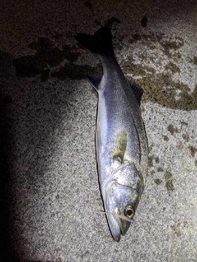 久しぶりの釣行