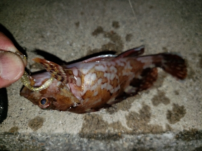 2020年初釣り　アジ調査