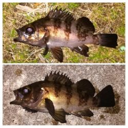 メバリング1855〜1930