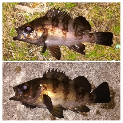 メバリング1855〜1930