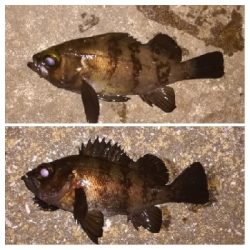 メバリング1840〜1930