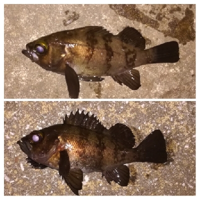 メバリング1840〜1930