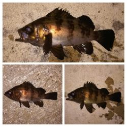 メバリング1840〜2047