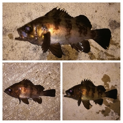 メバリング1840〜2047