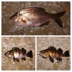 メバリング1840〜1930プラスα