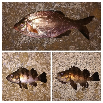 メバリング1840〜1930プラスα