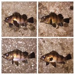 メバリング1835〜2030