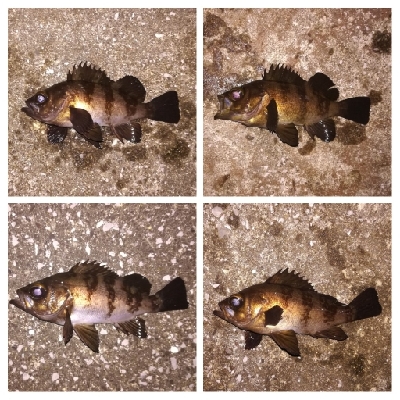 メバリング1835〜2030