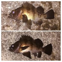 メバリング1940〜2035