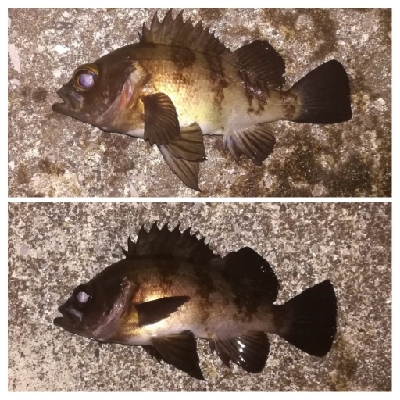 メバリング1940〜2035