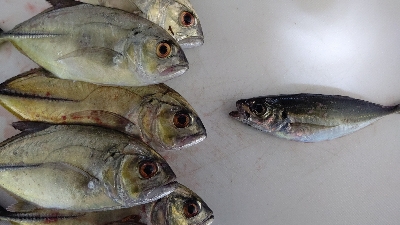 ライトゲーム！