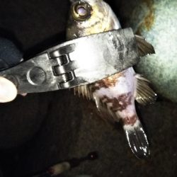 アジング不発…