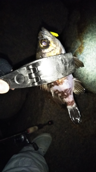 アジング不発…