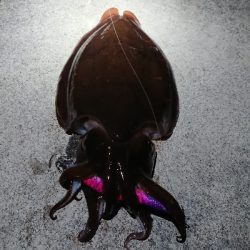 あけおめカマス❗