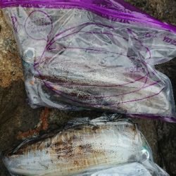 エギングとお土産カマス