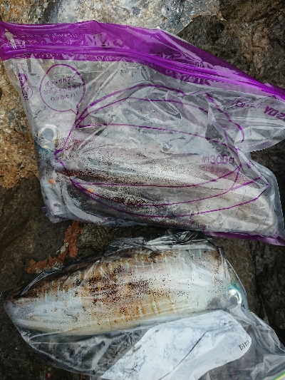 エギングとお土産カマス