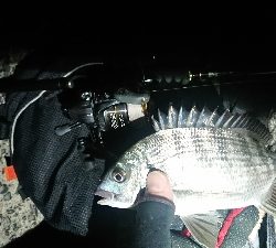 メバル狙いでしたが