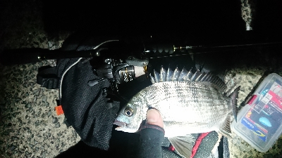 メバル狙いでしたが