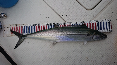 釣り初めは京鰆