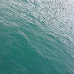 ボートキャスティング