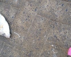 サビキは普通に釣れます